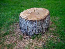  Walnut, CA Tree Care Pros