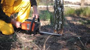 How Our Tree Care Process Works  in  Walnut, CA