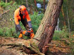 Reliable Walnut, CA Tree Care Solutions