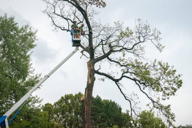 Best Seasonal Cleanup (Spring/Fall)  in Walnut, CA