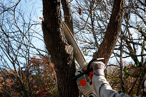 How Our Tree Care Process Works  in  Walnut, CA