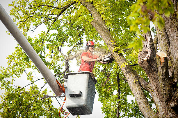 Best Stump Grinding and Removal  in Walnut, CA
