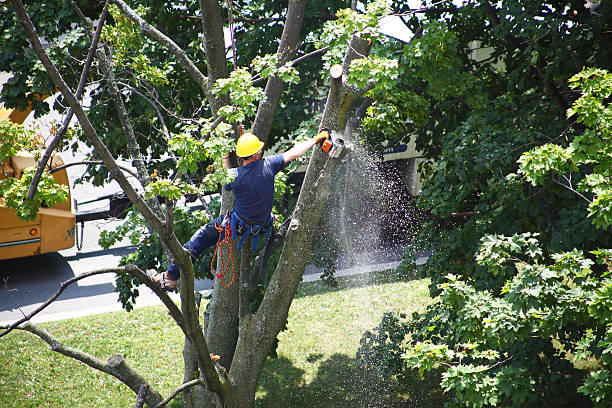 Best Tree Disease Treatment  in Walnut, CA